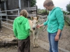 Auf der Happy-Horse-Farm: das Fohlen ist 3 Wochen alt